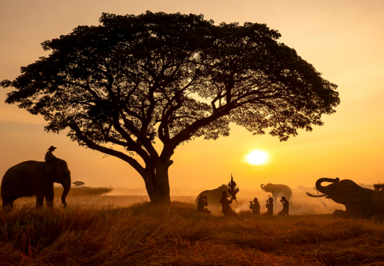 Luxury Safari Planning: What to Know Before You Go